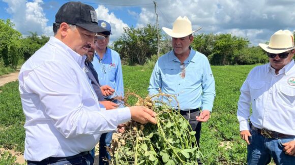 Vientos en el norte de Sinaloa afectan a cultivos de temporaleros en Ahome; registran primeros daños