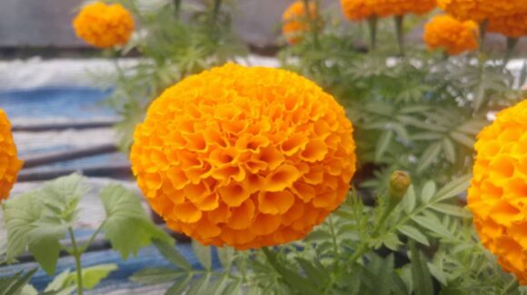 Chinos clonan el cempasúchil: alertan por flor híbrida que invade altares mexicanos