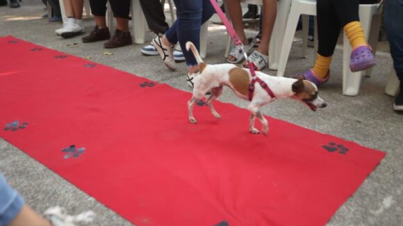 Impulsan el respeto y cuidado animal con la novena campaña “Huellitas del Bienestar” en Mazatlán, Sinaloa