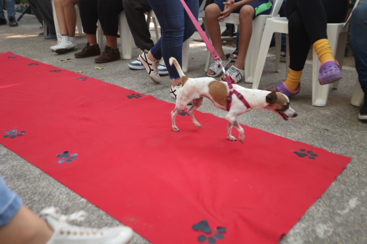 Realizan la novena campaña Huellitas del Bienestar en Mazatlán, Sinaloa