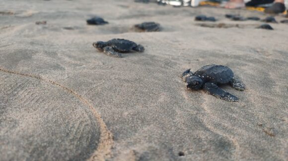 Se viene la liberación de tortugas marinas con niños del CRIT en Mazatlán, Sinaloa