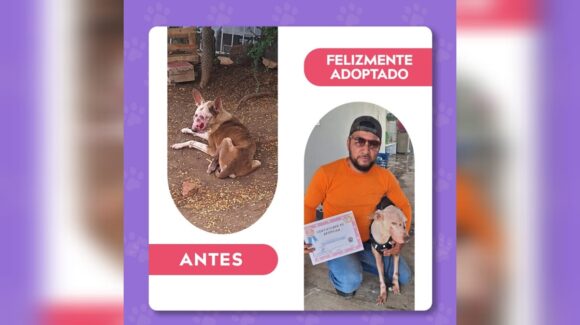 De estar delicado y con un tumor venéreo, el perro “Comandante” ahora tiene una oportunidad de vida en Mazatlán, Sinaloa