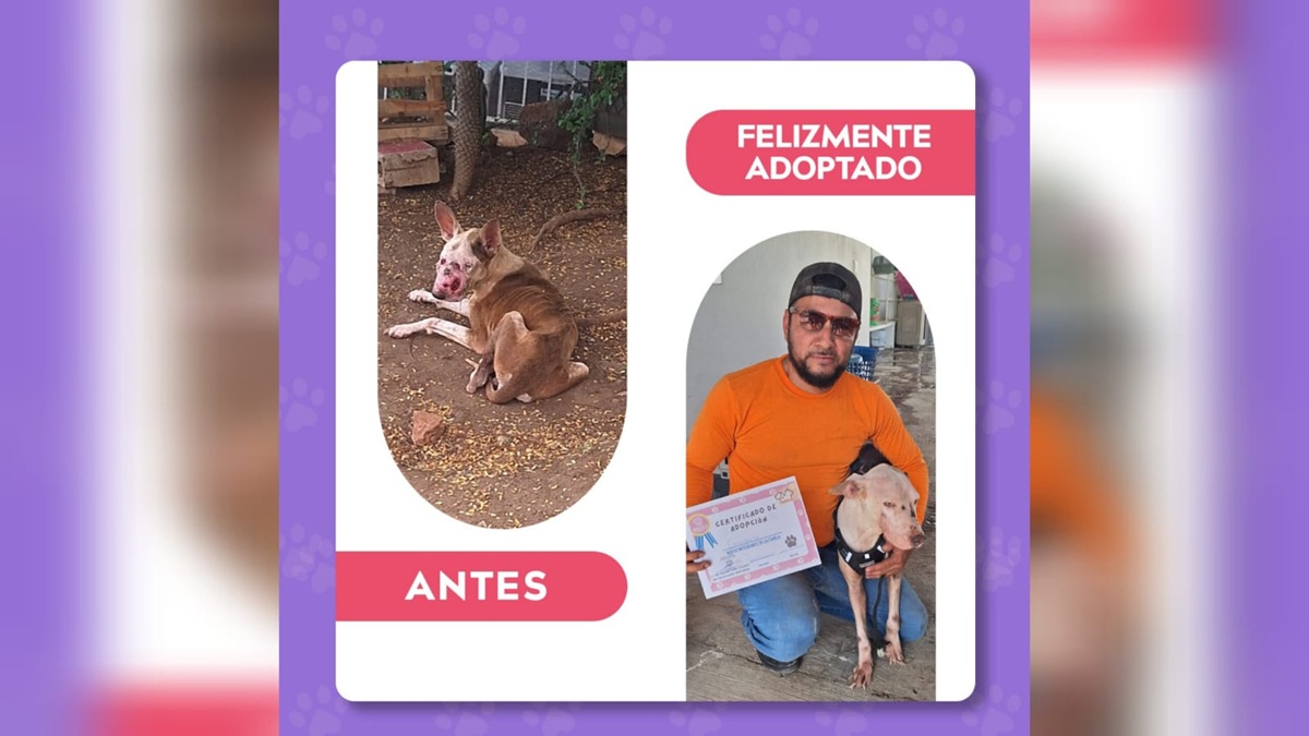 Adoptan al perrito "Comandante" en Mazatlán
