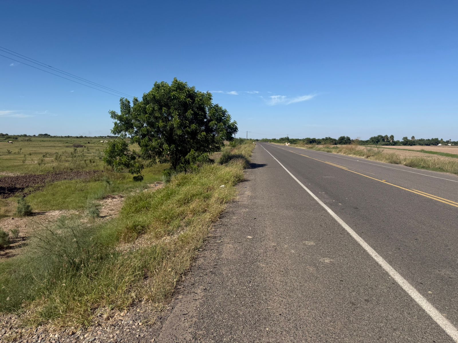 Alerta de cocodrilo en La Laguna, en Guasave