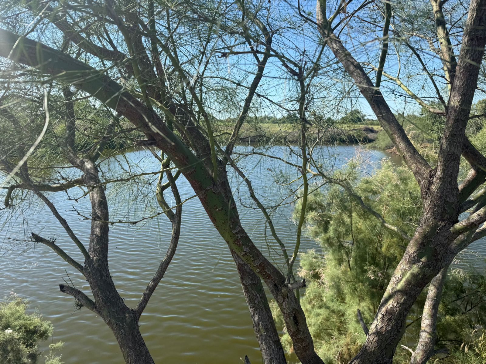 Alerta de cocodrilo en La Laguna, en Guasave