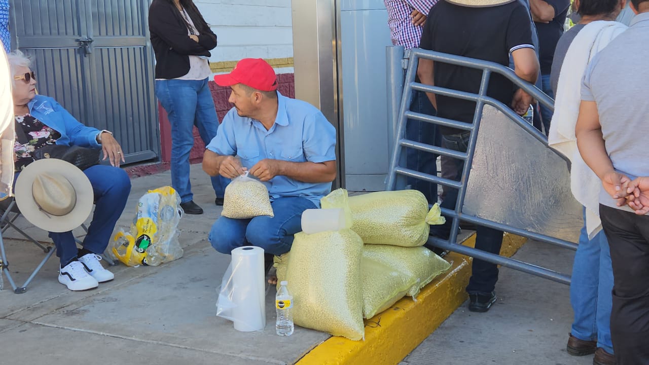agricultores de guasave rematan el kilo de frijol casetas