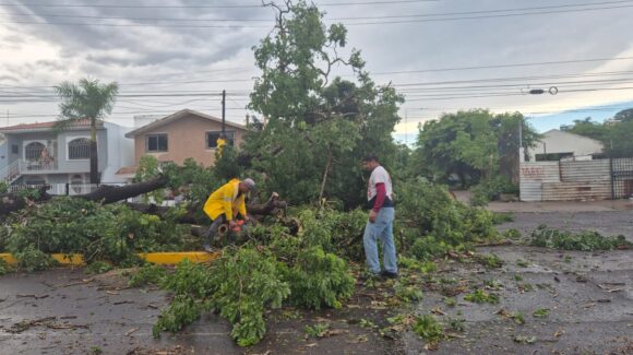 Mazatlán, Sinaloa con luminarias, árboles caídos y calles anegadas; Ayuntamiento activa operativo tras fuertes lluvias
