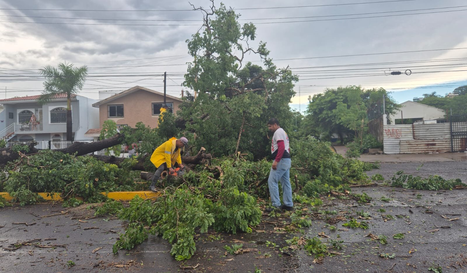 ayuntamiento de mazatlán activa operativo tras fuertes lluvias arboles