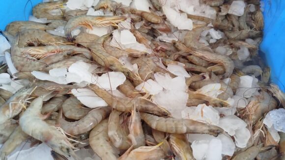 A tres semanas de labor, se ‘hunde’ captura del camarón para pescadores ribereños del puerto de Topolobampo, Sinaloa