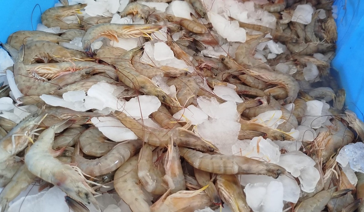 Camarón en hielo