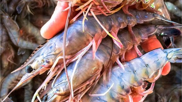 Pescadores se alistan para sostener este viernes la reunión de veda y fijar fechas para iniciar capturas del camarón