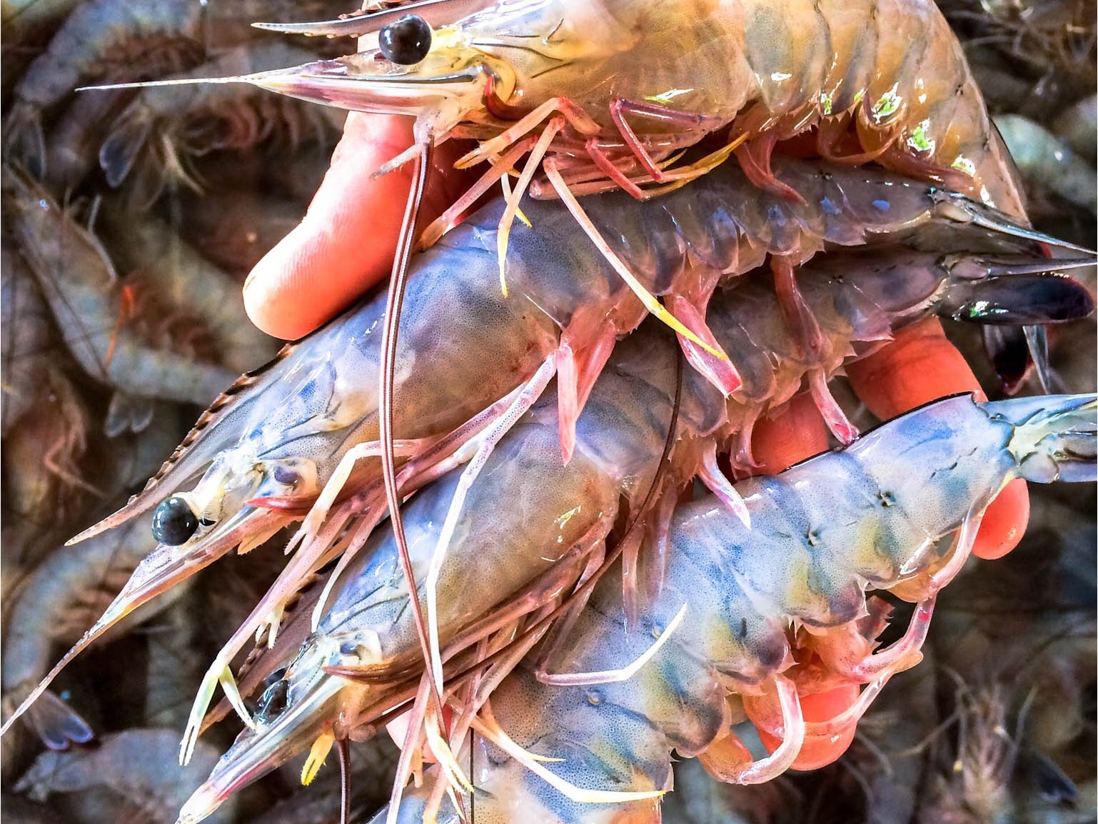 Camarones