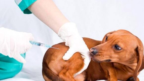 Jalisco lanza campaña de vacunación y esterilización animal: prevén más de 55 mil cirugías en 2025
