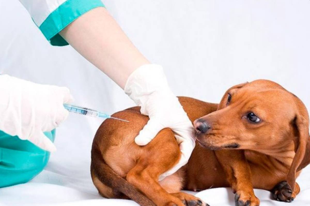 campaña de vacunación y esterilización animal