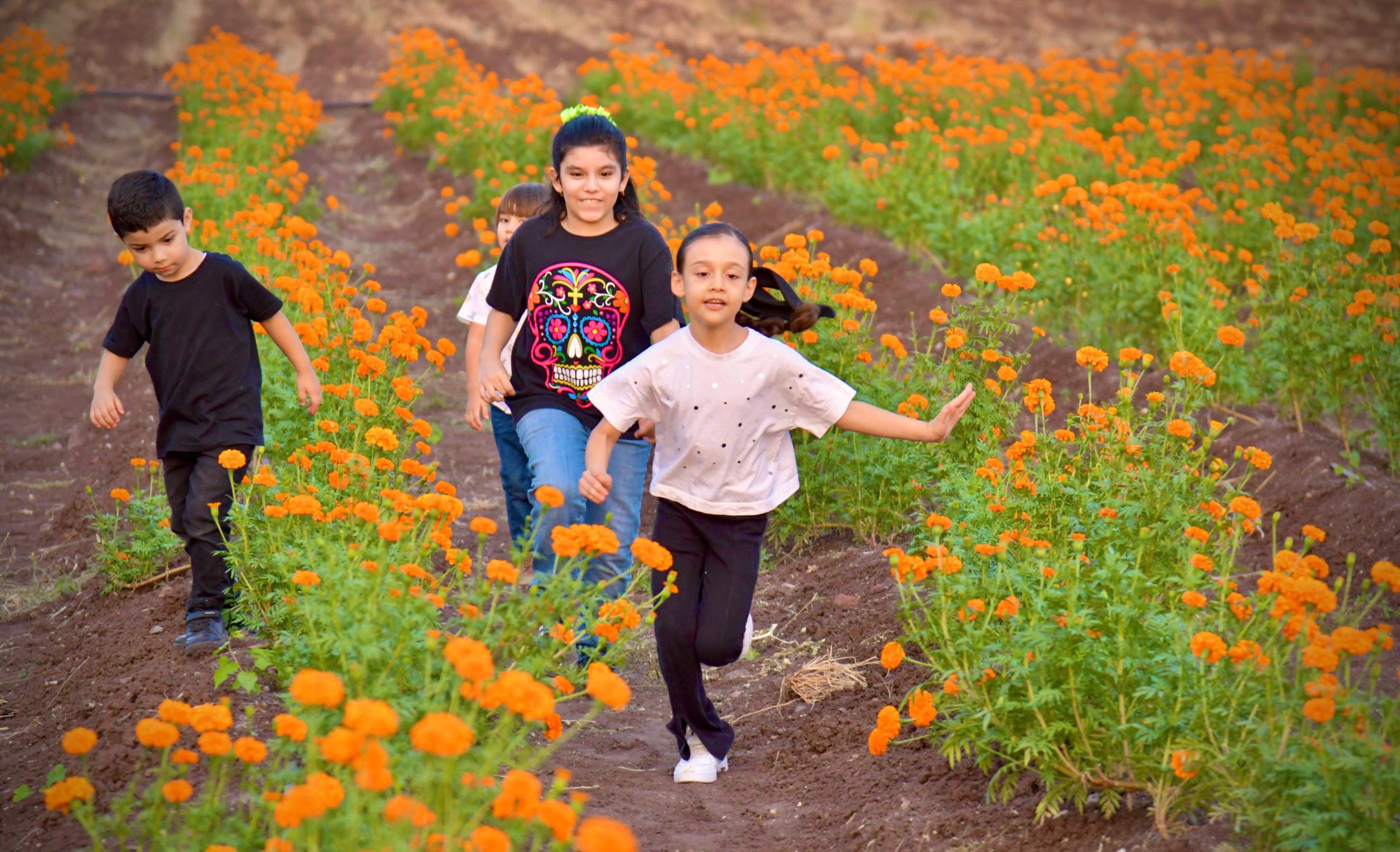 campo de cempasuchil de guamuchil sinaloa peques