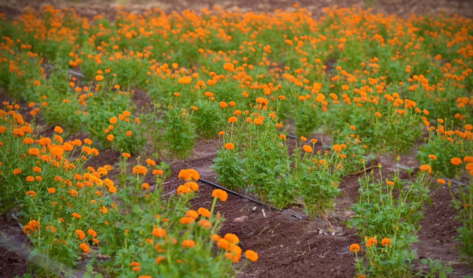 campo de cempasuchil de guamuchil sinaloa