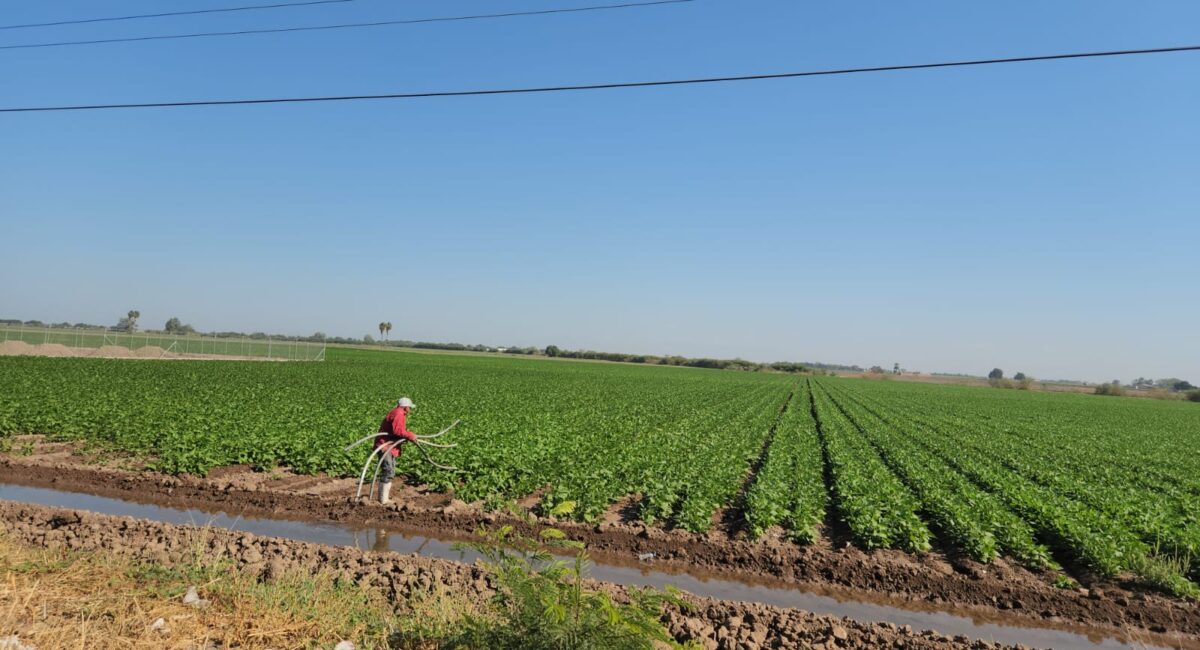 Busca FNRCM una resolución que ayude a atender el tema climático que afecta la producción de cultivos y el presupuesto