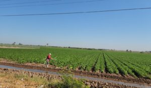 Busca FNRCM una resolución que ayude a atender el tema climático que afecta la producción de cultivos y el presupuesto