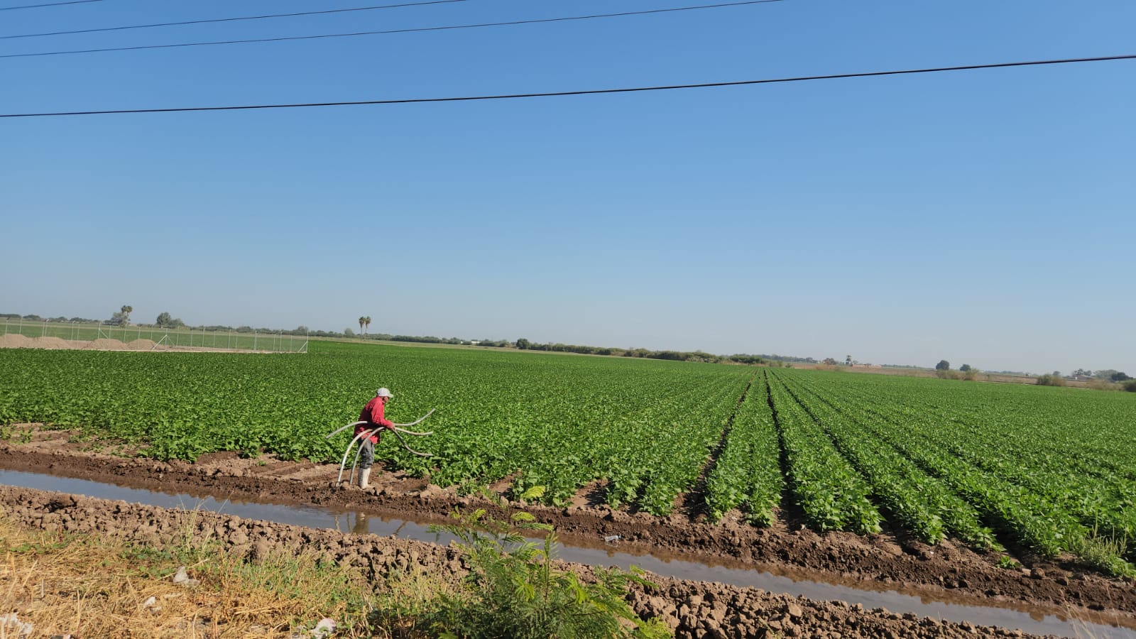 Campo agrícola