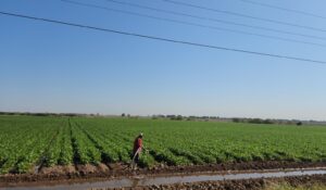 Llaman a productores de Guasave a pagar permisos de siembra antes del 31 de diciembre