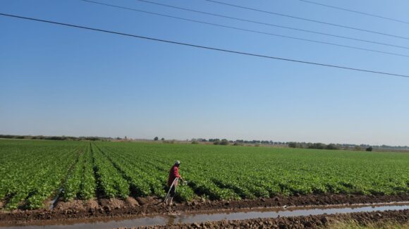 Desesperación en el campo: agricultores de Guasave, Sinaloa, rematan pertenencias para sobrevivir