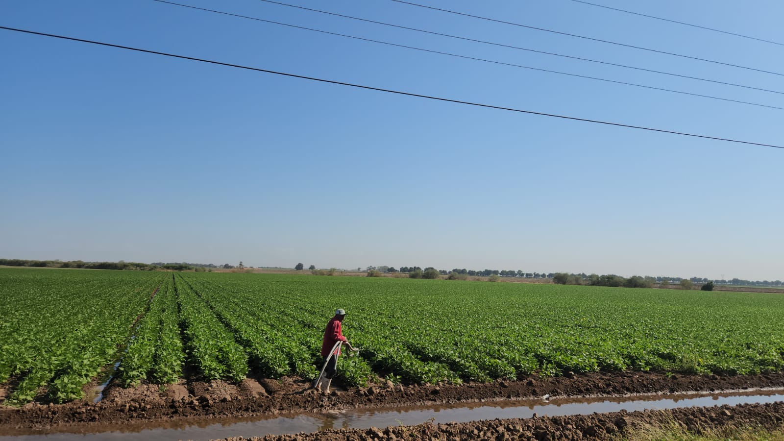 Campo agrícola en Sinaloa