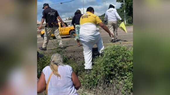 Ataque de abejas deja cuatro comerciantes hospitalizados en Escuinapa, Sinaloa