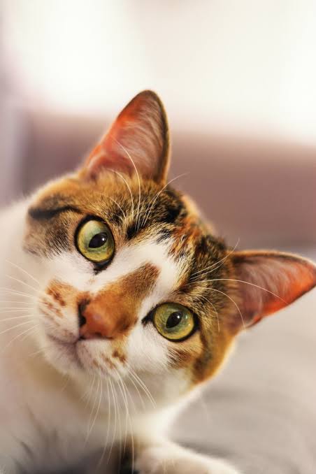 dia del gato