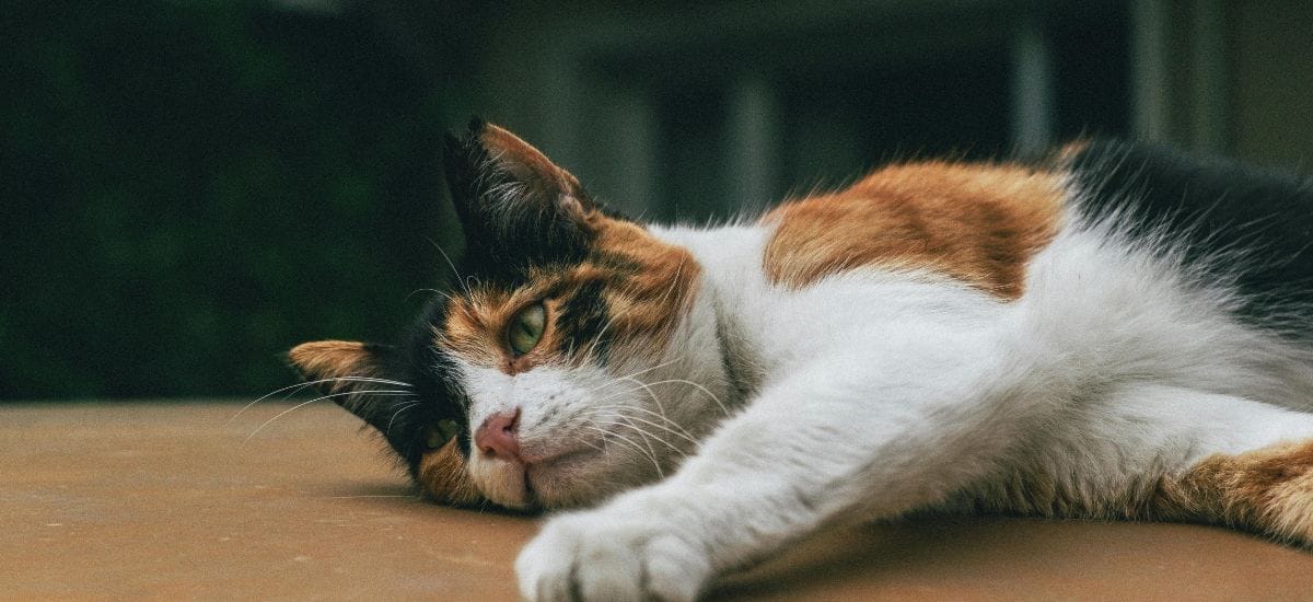 dia del gato
