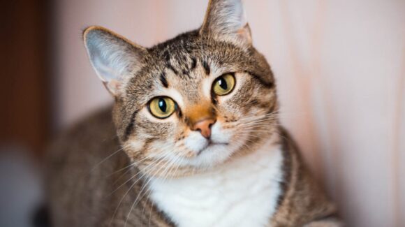 ¿Por qué se festeja 3 veces al año? Celebra el Día Internacional del Gato con estos datos 