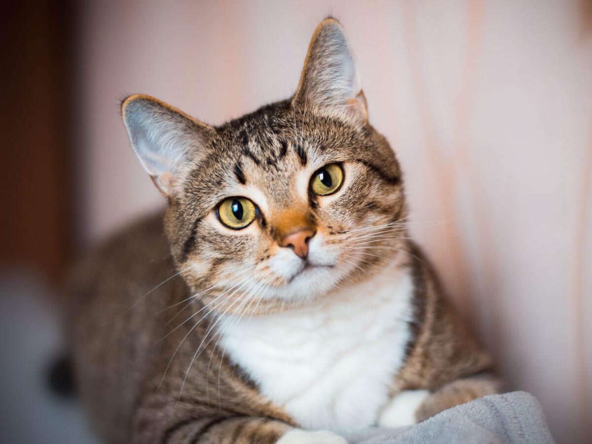 dia del gato
