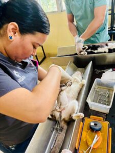 Esterilizacion de perros y gatos en Guasave