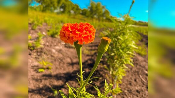 El campo de flores de cempasúchil en Guamúchil, está listo para el Día de Muertos