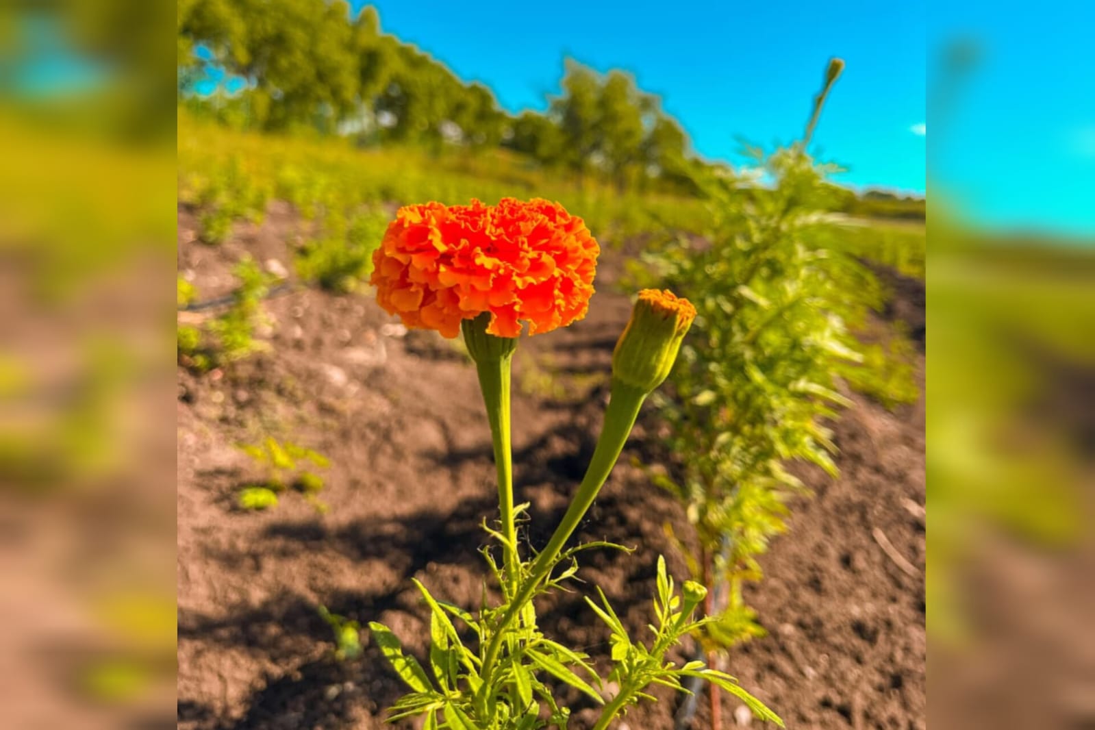 Campo de Cempasúchil