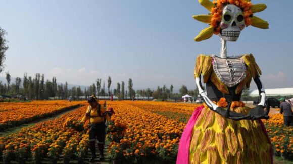CDMX rompe récord con 6.3 millones de flores de cempasúchil; Brugada llama al consumo local