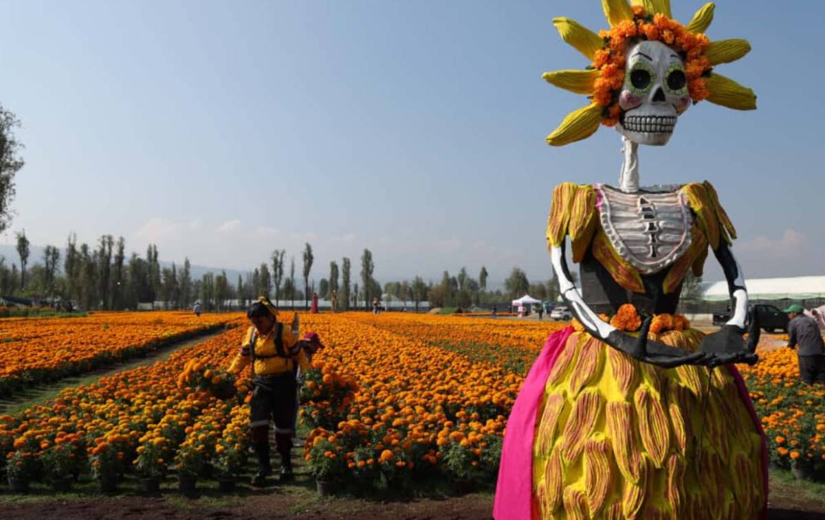 flores de cempasúchil