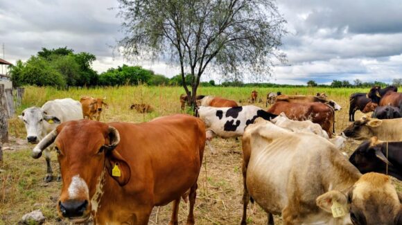 Ganaderos de Escuinapa, Sinaloa se enfrentaron a la falta de aretes para sus animales; necesitaban mil