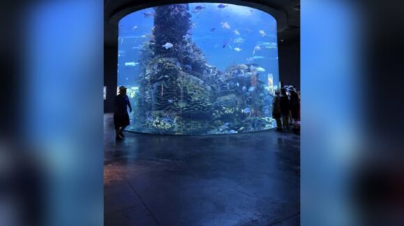 Gran Acuario de Mazatlán, Sinaloa, hablará sobre bienestar animal en ‘La Ciencia también es cultura’