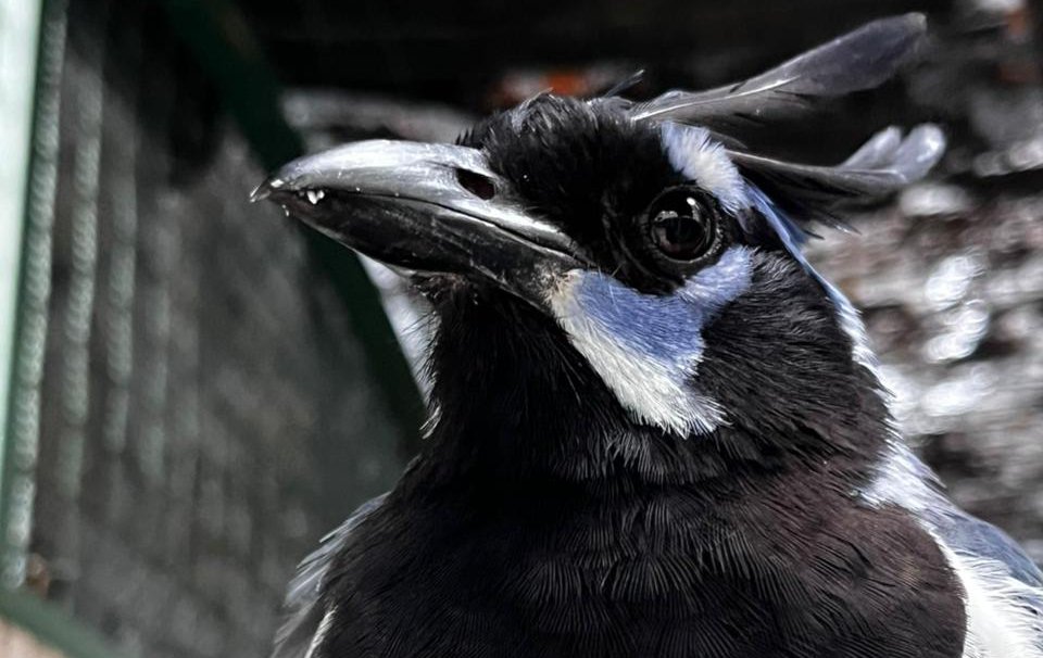 gran acuario mazatlan sinaloa aves en su santuario ave