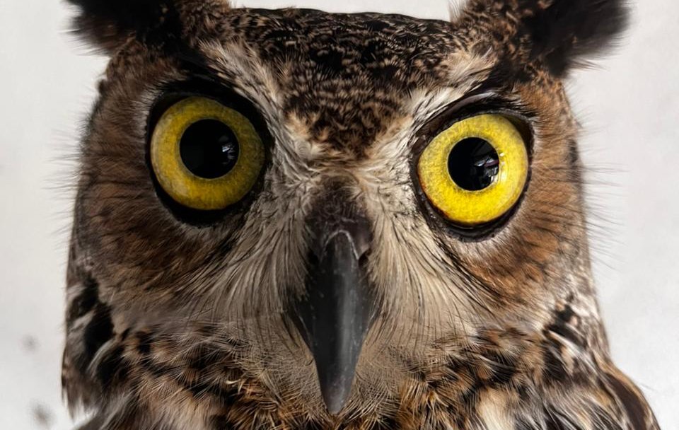 gran acuario mazatlan sinaloa aves en su santuario buo