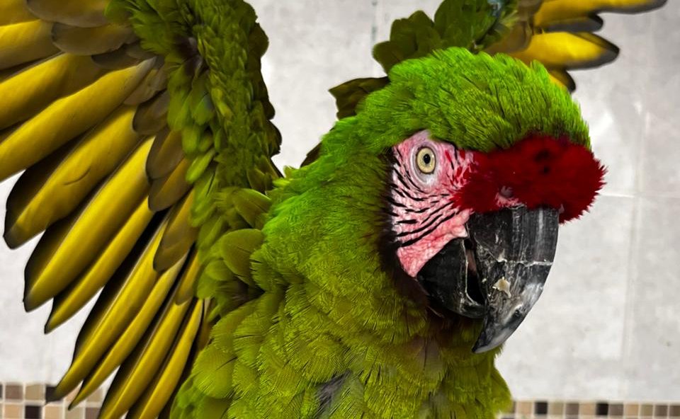 gran acuario mazatlan sinaloa aves en su santuario cotorro