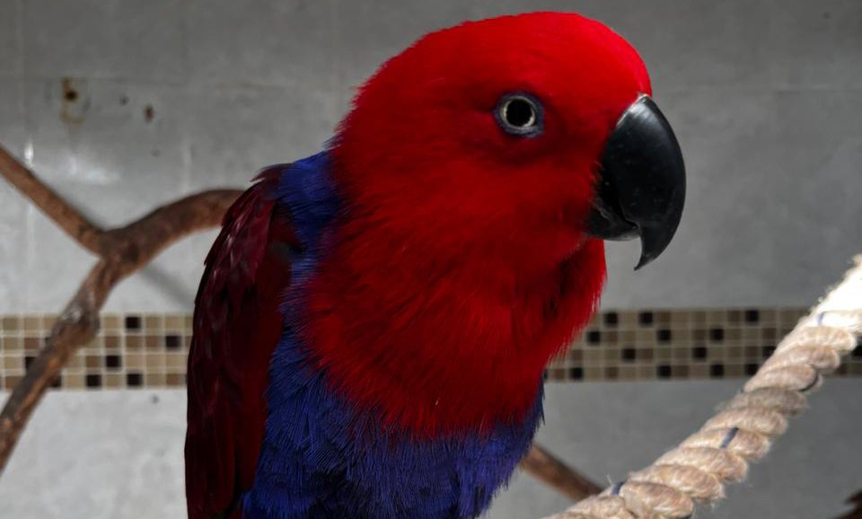 gran acuario mazatlan sinaloa aves en su santuario loro rojo