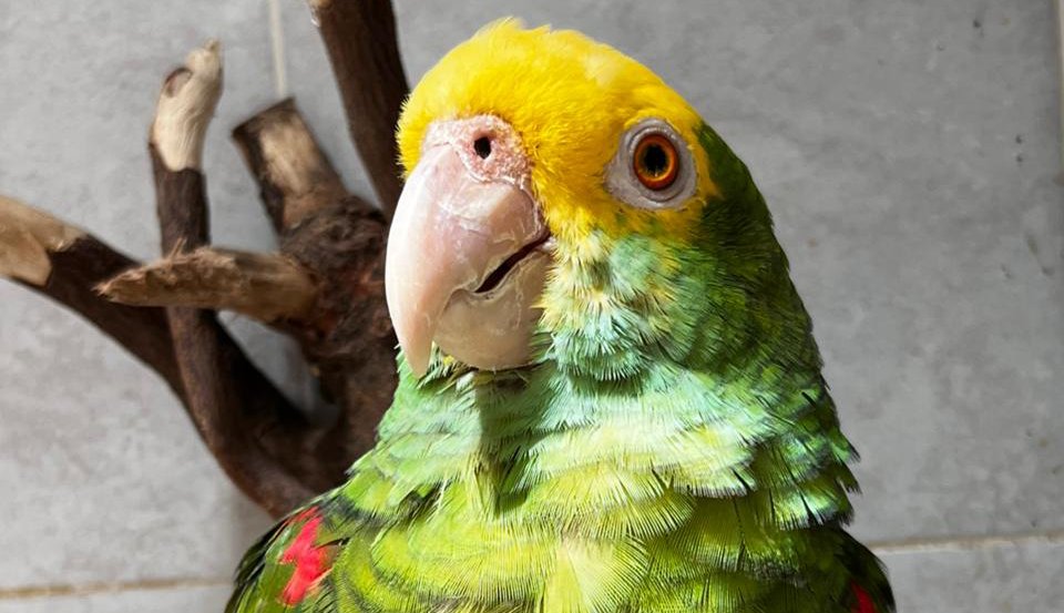 gran acuario mazatlan sinaloa aves en su santuario perico