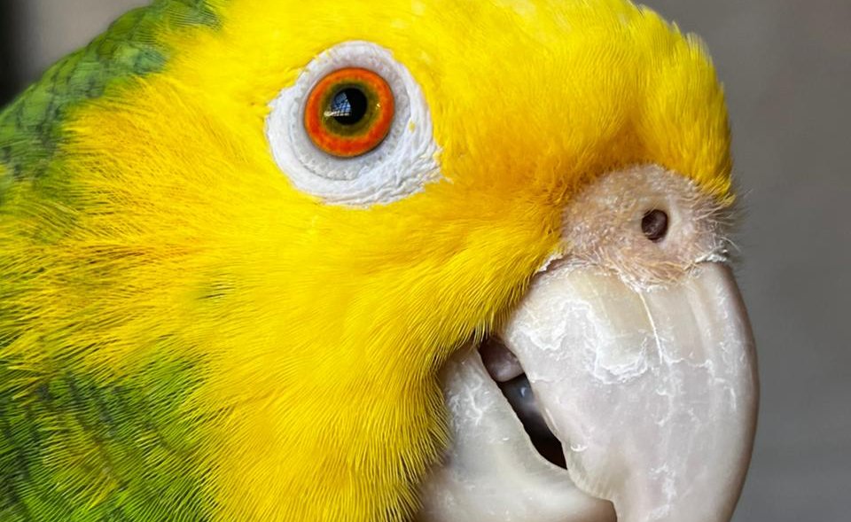 gran acuario mazatlan sinaloa aves en su santuario periquito