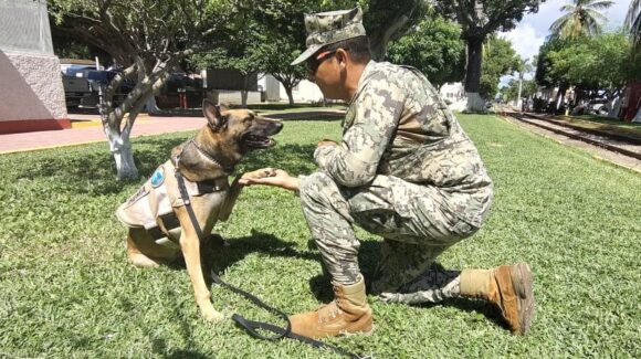 Con honores y aplausos, despiden en Mazatlán, Sinaloa a ‘HEMA’, heroína de cuatro patas de la Armada de México