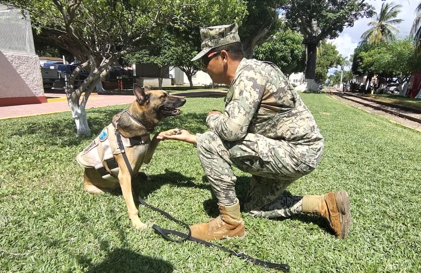 HEMA, elemento canino jubilado de la Marina