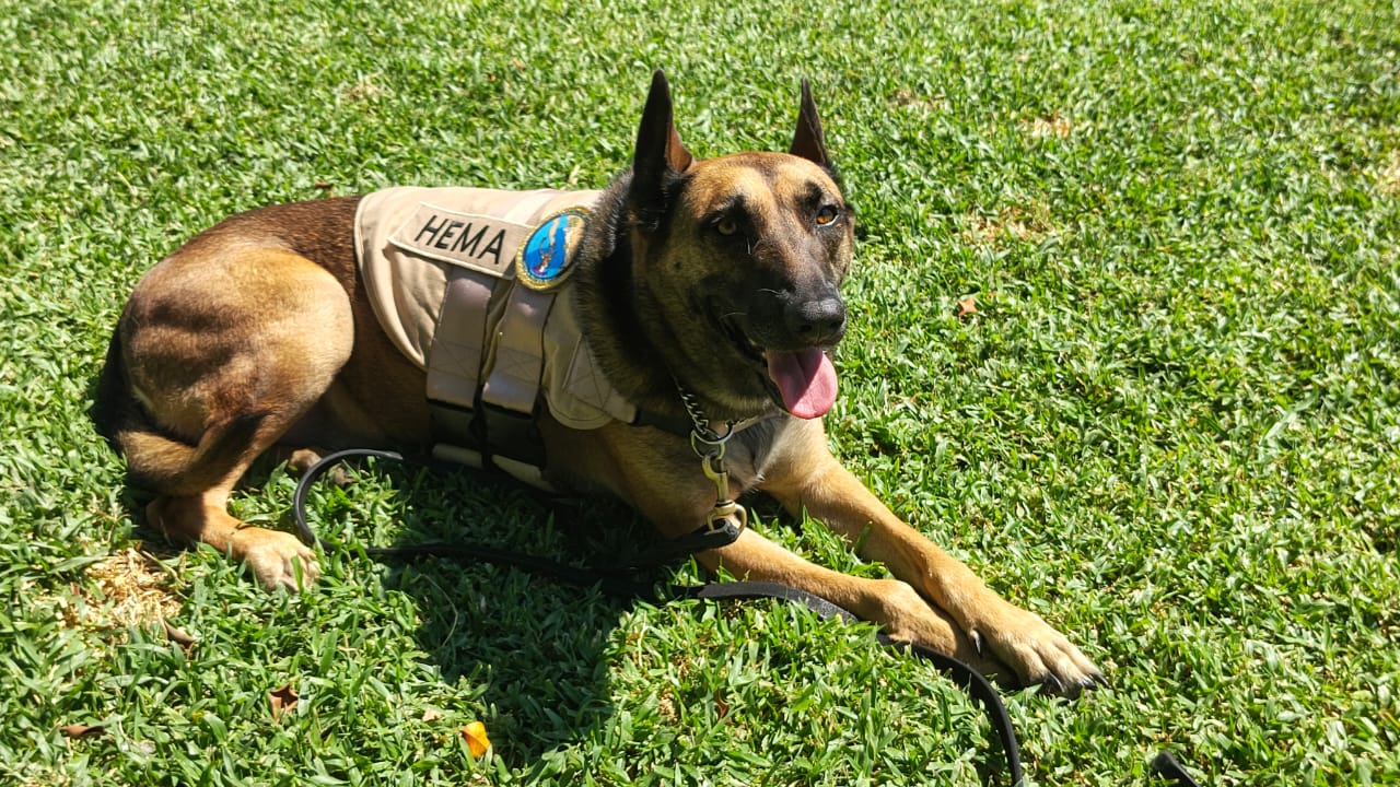 HEMA, elemento canino jubilado de la Marina