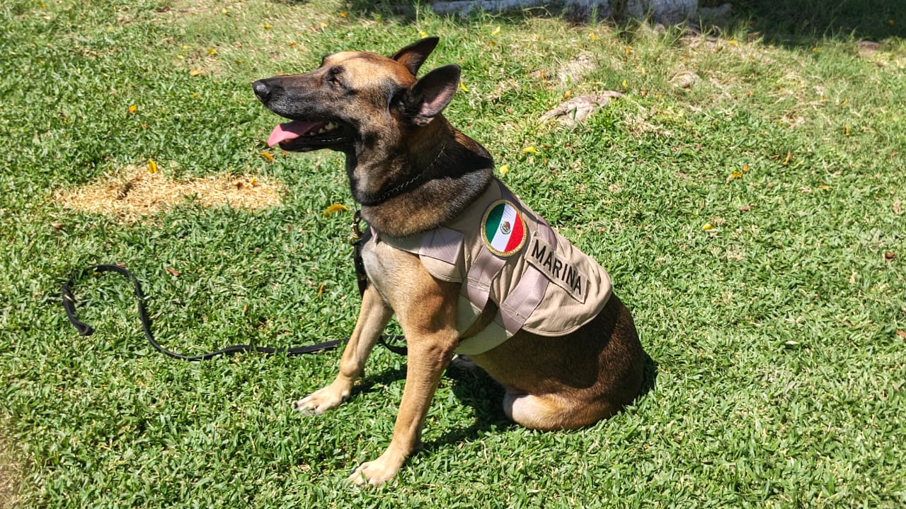 HEMA, elemento canino jubilado de la Marina