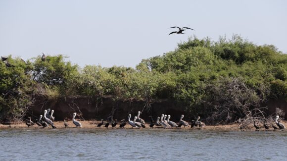 Supervisan áreas naturales protegidas en islas de Guasave, Sinaloa: buscan equilibrio entre conservación y turismo