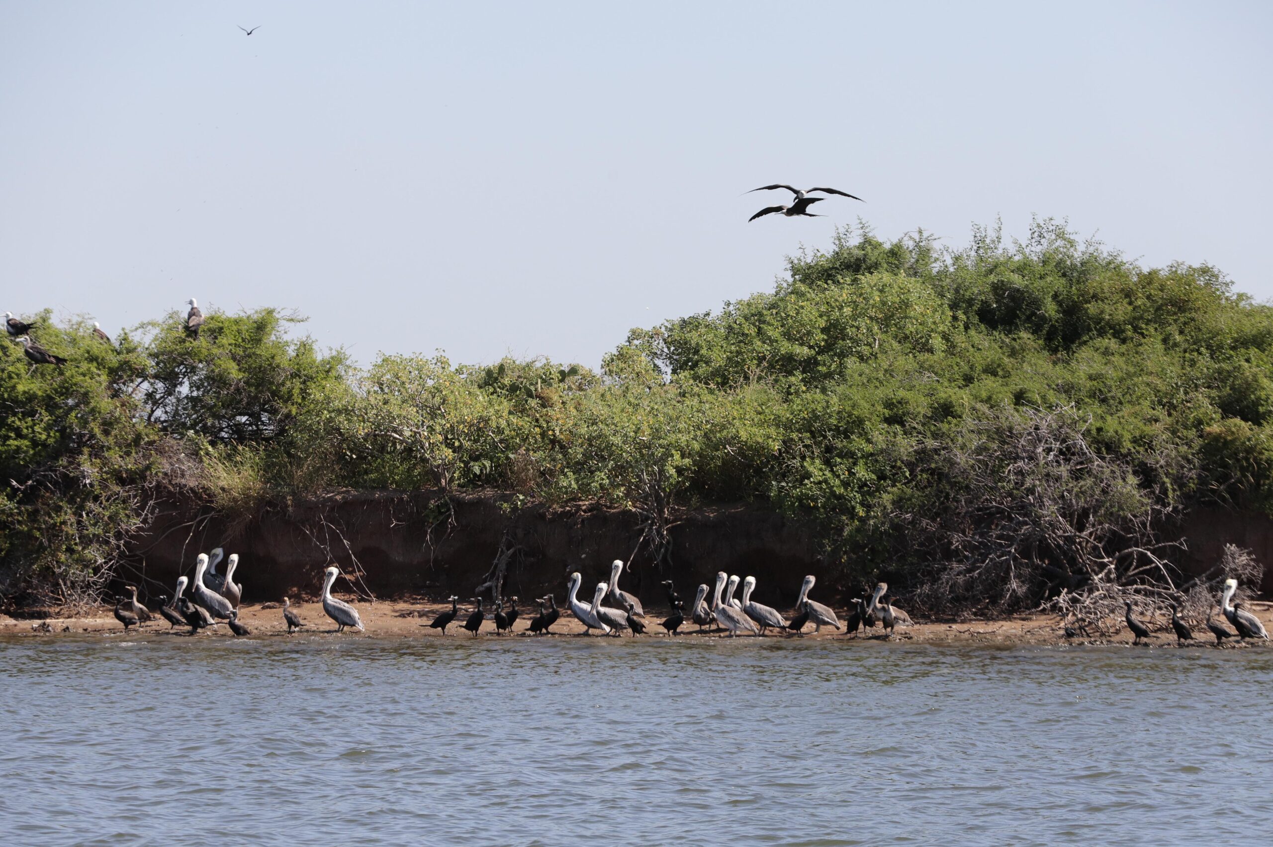Isla de Guasave